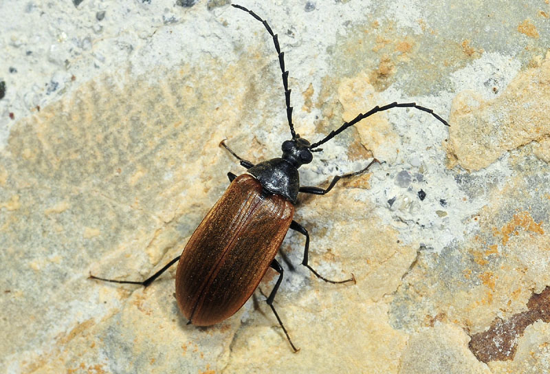 Pseudocistela ceramboides, Tenebrionidae Alleculinae